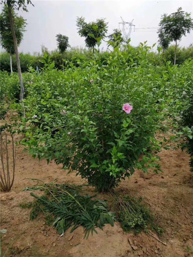 丛生木槿照片种植基地实拍