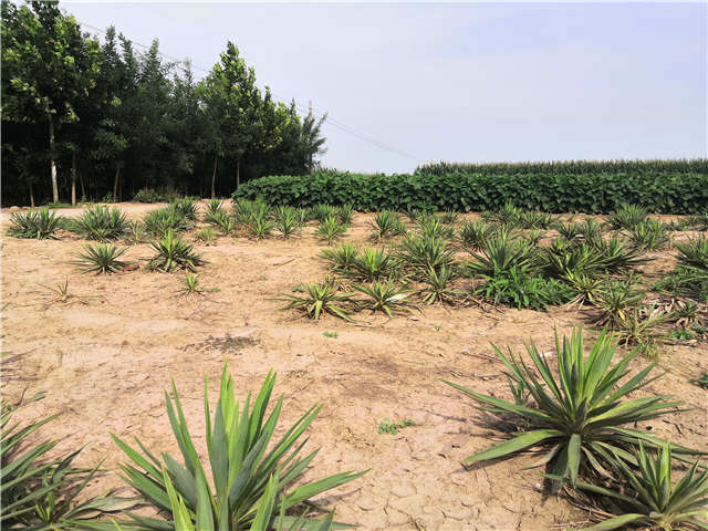 沭阳长景园林剑麻种植基地实拍图片