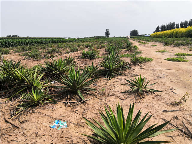 沭阳长景园林剑麻种植基地实拍图片