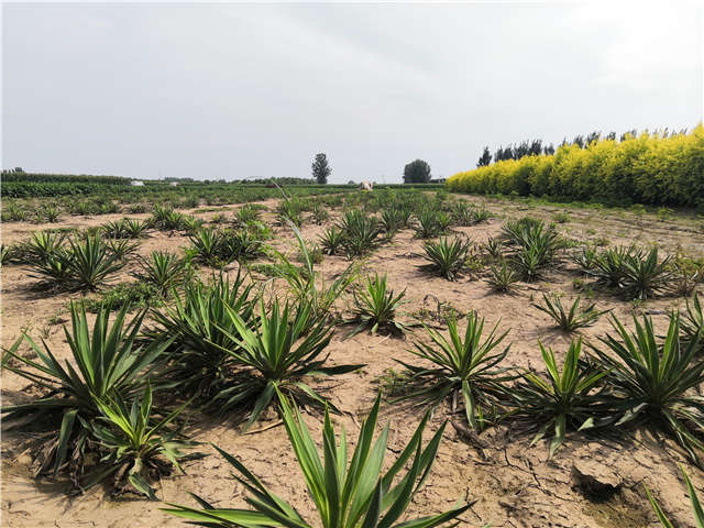 沭阳长景园林剑麻种植基地实拍图片