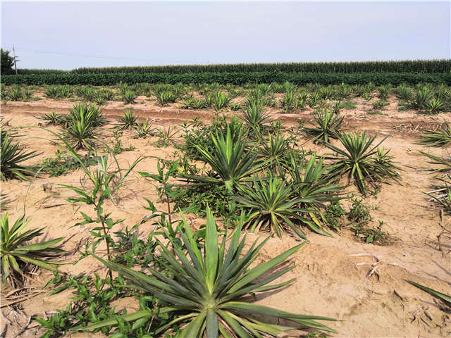 沭阳长景园林剑麻种植基地实拍图片