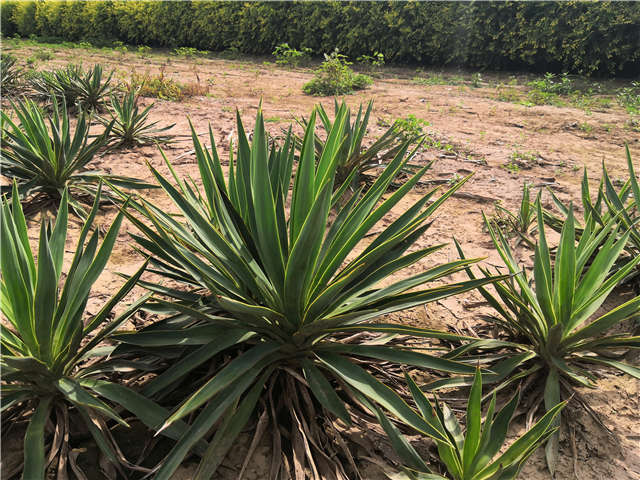 沭阳长景园林剑麻种植基地实拍图片