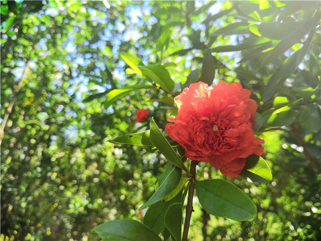 沭阳长景园林花石榴种植基地实拍图片