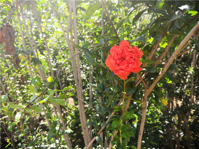 沭阳长景园林花石榴种植基地实拍图片