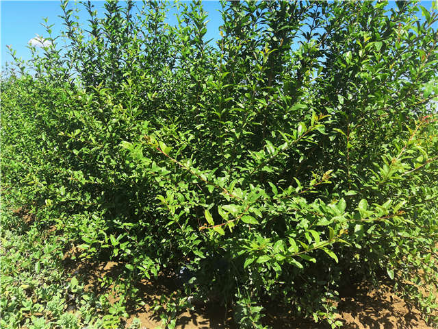 沭阳长景园林花石榴种植基地实拍图片