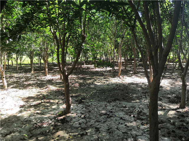 沭阳长景园林花石榴种植基地实拍图片