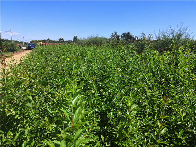 沭阳长景园林花石榴种植基地实拍图片