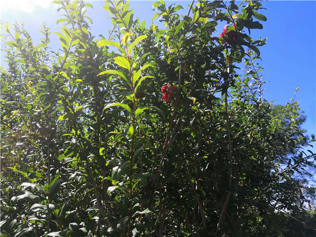 沭阳长景园林花石榴种植基地实拍图片