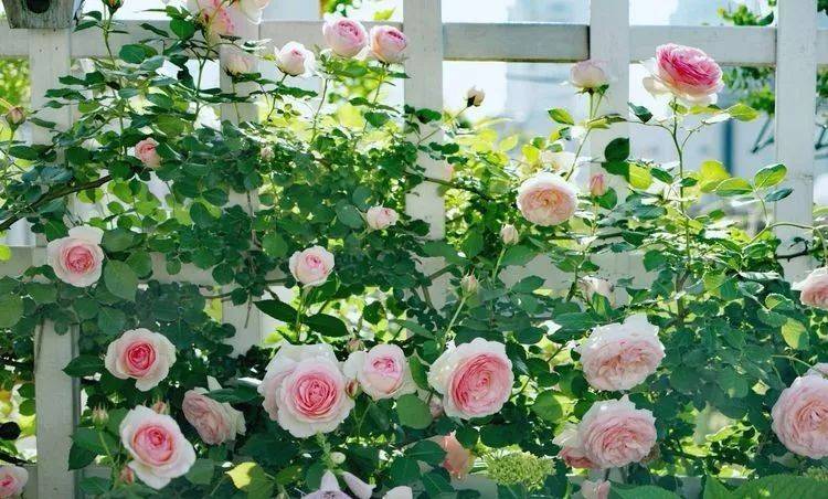 80平屋顶花园设计实景图案例，效果非常理想-青望私家花园设计-1