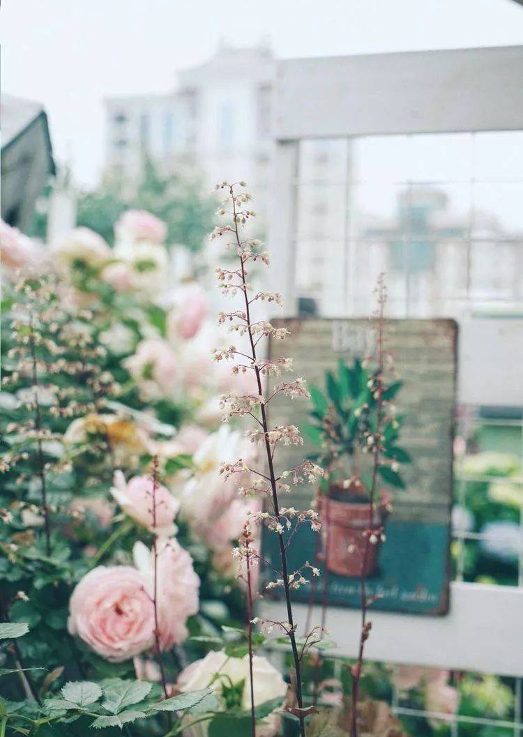 80平屋顶花园设计实景图案例，效果非常理想-青望私家花园设计-1