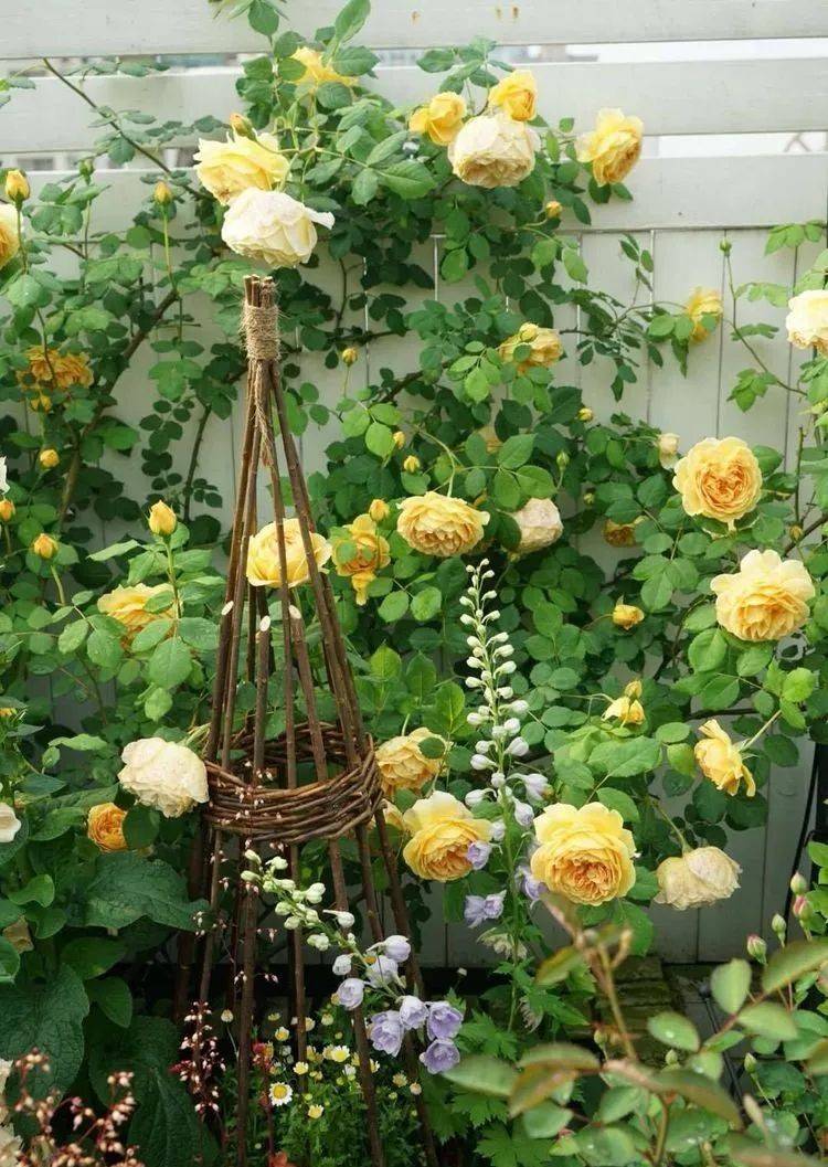 80平屋顶花园设计实景图案例，效果非常理想-青望私家花园设计-1