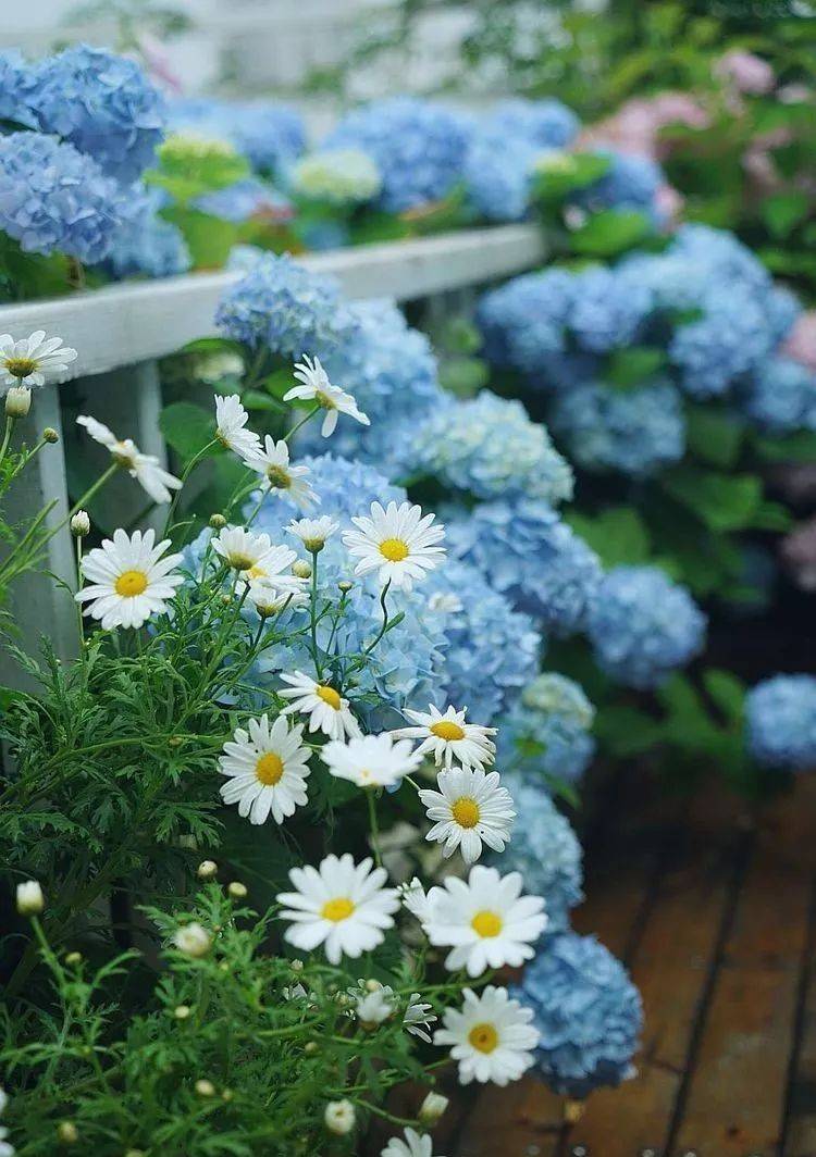 80平屋顶花园设计实景图案例，效果非常理想-青望私家花园设计-1
