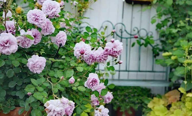 80平屋顶花园设计实景图案例，效果非常理想-青望私家花园设计-1