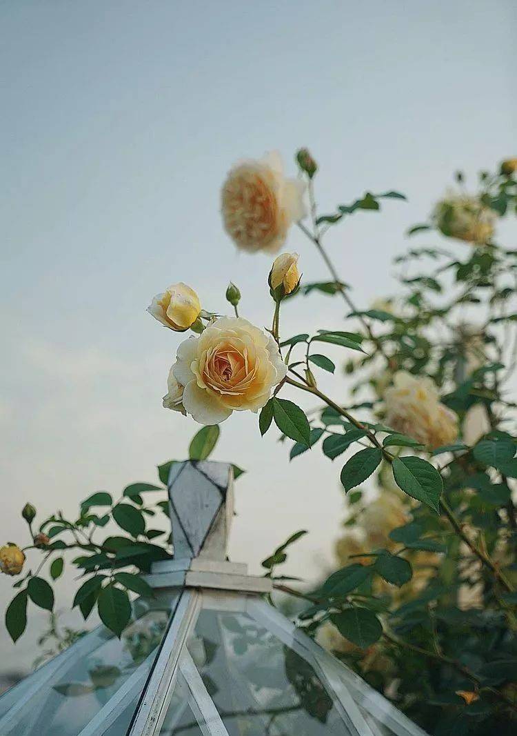 80平屋顶花园设计实景图案例，效果非常理想-青望私家花园设计-1