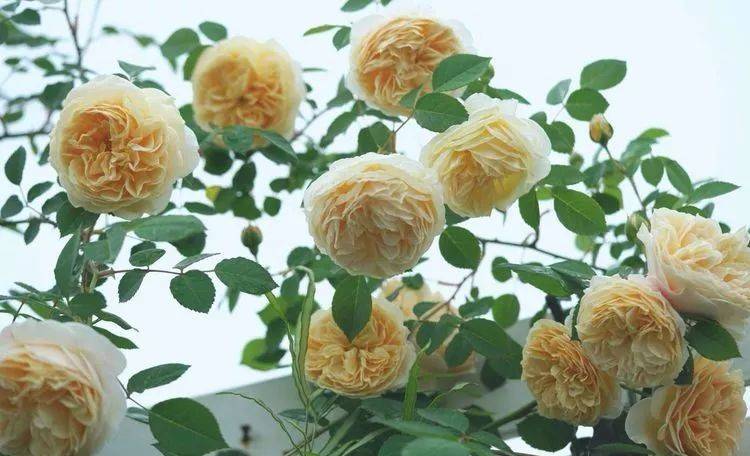 80平屋顶花园设计实景图案例，效果非常理想-青望私家花园设计-1