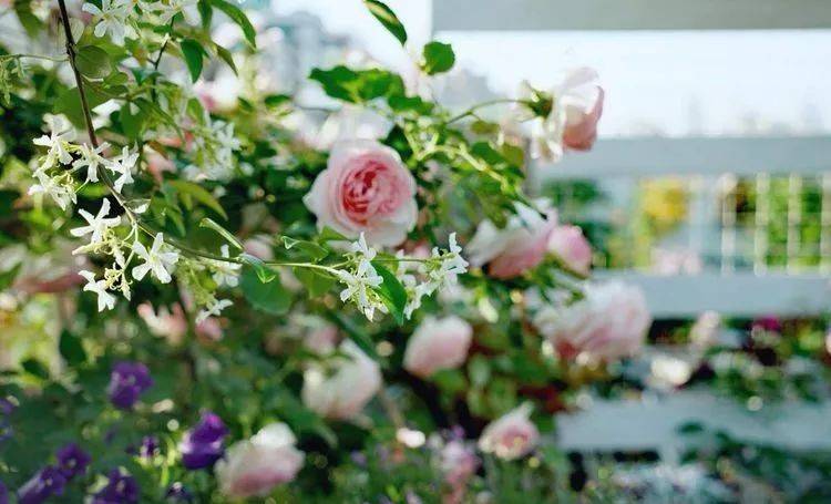 80平屋顶花园设计实景图案例，效果非常理想-青望私家花园设计-1