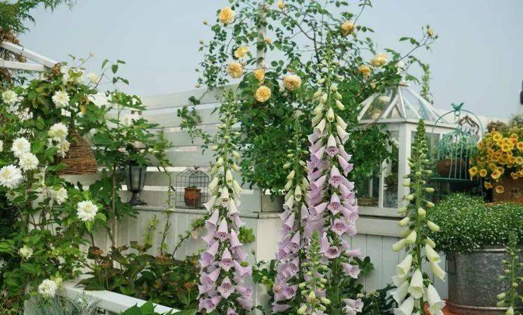 80平屋顶花园设计实景图案例，效果非常理想-青望私家花园设计-1