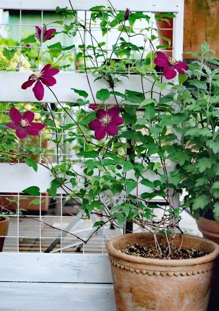 80平屋顶花园设计实景图案例，效果非常理想-青望私家花园设计-1