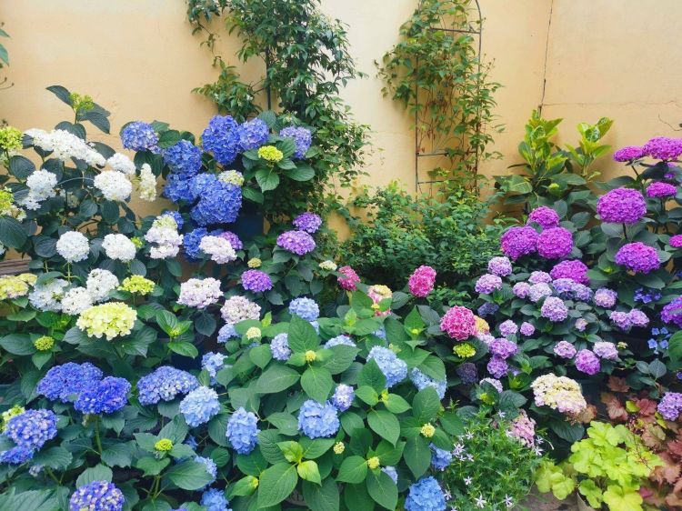 200平一楼花园庭院设计装修-成都青望园林景观设计公司-1 200平一楼花园庭院设计装修-成都青望园林景观设计公司-1