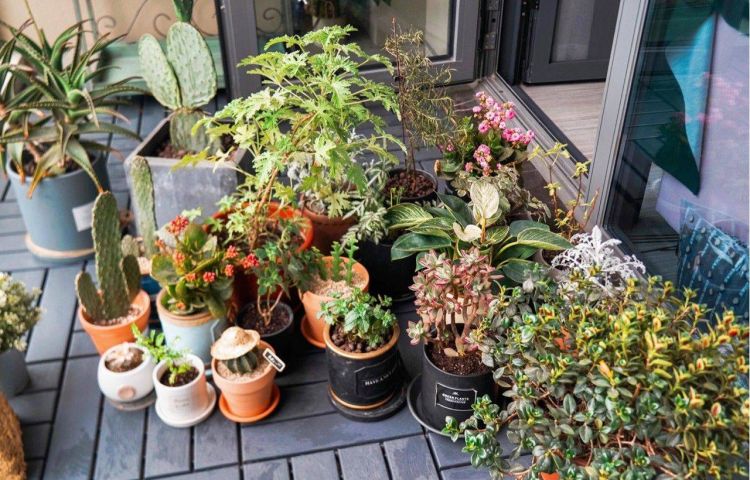 6平米阳台小花园设计布置打造-成都青望园林景观设计公司-1 6平米阳台小花园设计布置打造-成都青望园林景观设计公司-1