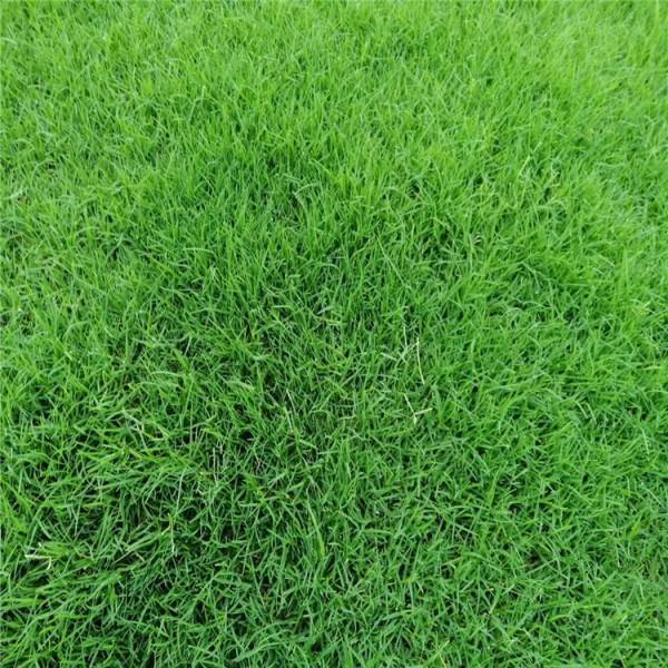 8种私家庭院草坪种类,私家庭院用那种草坪好-成都青望园林景观设计公司-1 四季青-9种私家庭院草坪种类,私家庭院用那种草坪好-成都青望园林景观设计公司-1