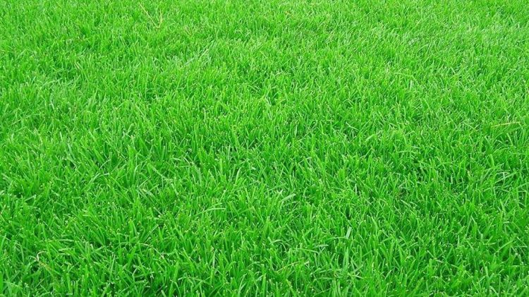 高羊茅-9种私家庭院草坪种类,私家庭院用那种草坪好