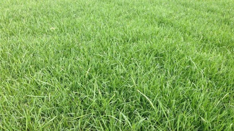 8种私家庭院草坪种类,私家庭院用那种草坪好-成都青望园林景观设计公司-1 早熟禾-9种私家庭院草坪种类,私家庭院用那种草坪好-成都青望园林景观设计公司-1