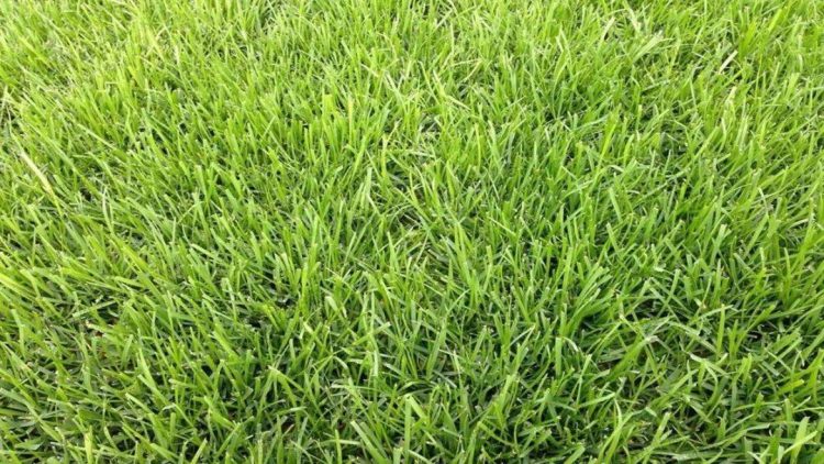 8种私家庭院草坪种类,私家庭院用那种草坪好-成都青望园林景观设计公司-1 紫羊茅-9种私家庭院草坪种类,私家庭院用那种草坪好-成都青望园林景观设计公司-1