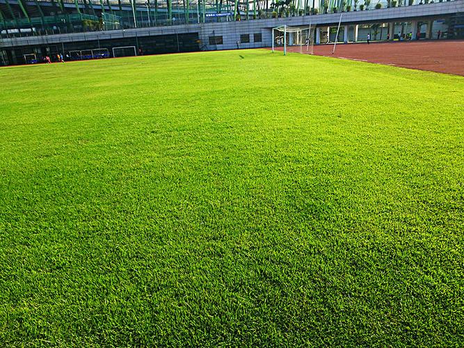 足球场天然草坪