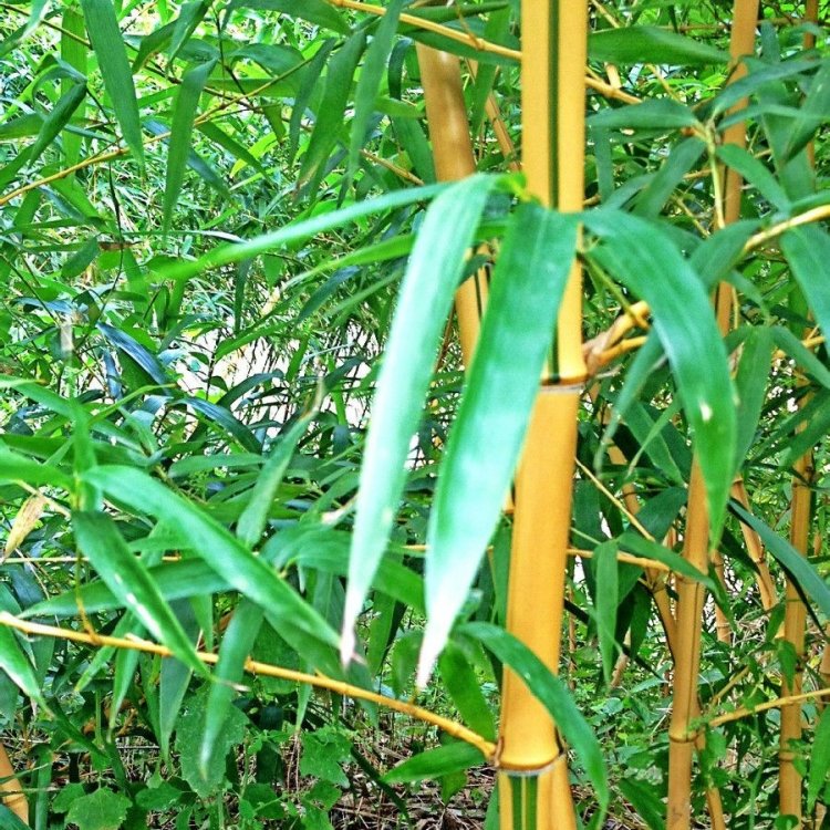 黄金竹
