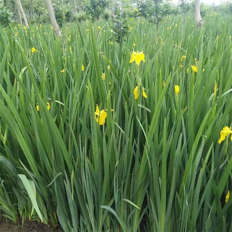 黄菖蒲 黄菖蒲