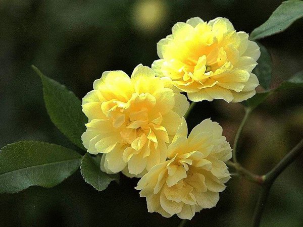 紫花苜蓿种子图片