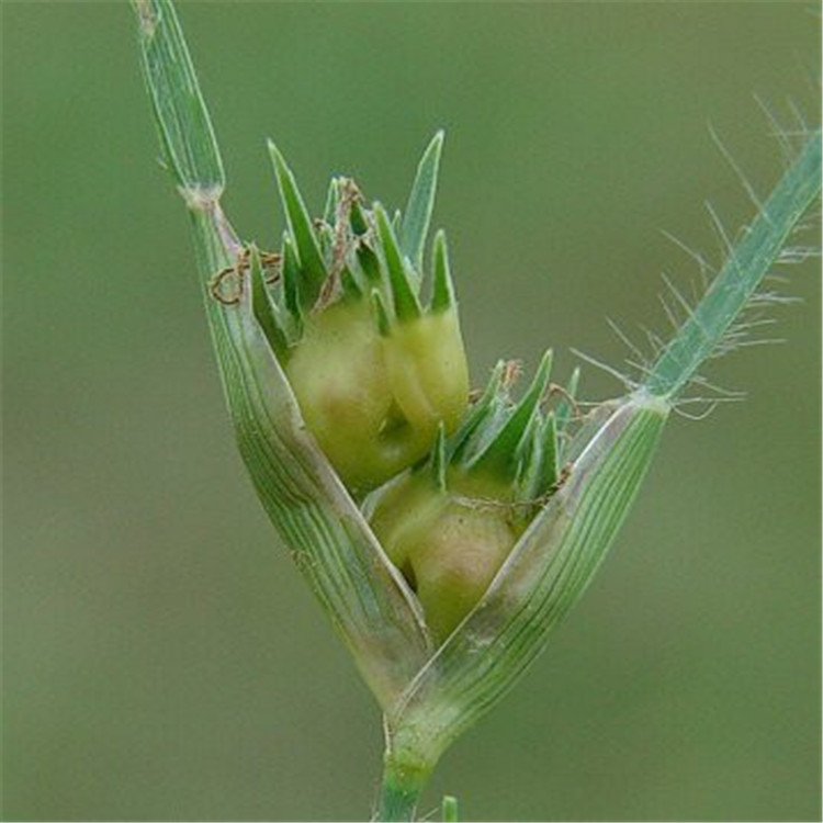 野牛草开花