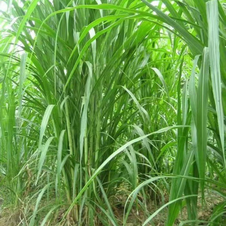 皇竹草种节 来自长景园林