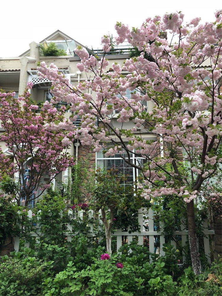 25平米花园种什么花比较好-成都青望园林景观设计公司-1 25平米花园种什么花比较好-成都青望园林景观设计公司-1
