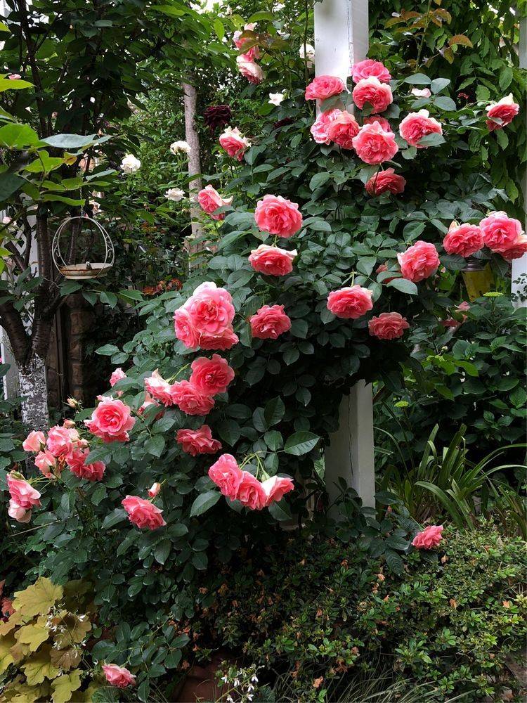 25平米花园种什么花比较好-成都青望园林景观设计公司-1 25平米花园种什么花比较好-成都青望园林景观设计公司-1