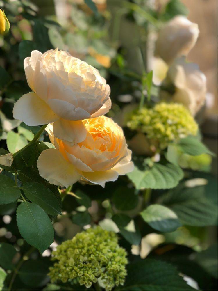 25平米花园种什么花比较好-成都青望园林景观设计公司-1 25平米花园种什么花比较好-成都青望园林景观设计公司-1