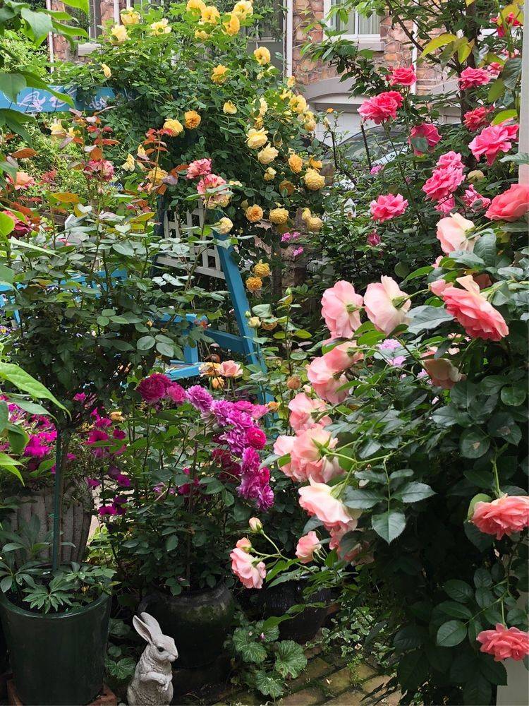 25平米花园种什么花比较好-成都青望园林景观设计公司-1 25平米花园种什么花比较好-成都青望园林景观设计公司-1