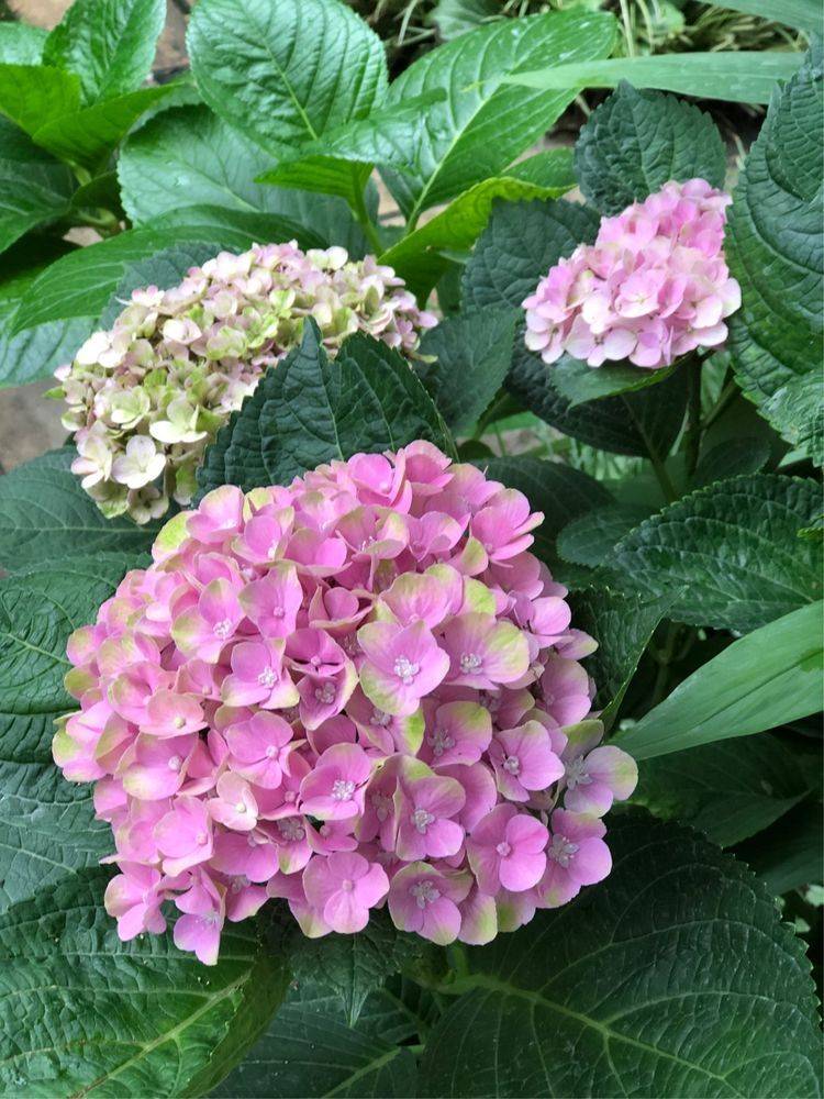 25平米花园种什么花比较好-成都青望园林景观设计公司-1 25平米花园种什么花比较好-成都青望园林景观设计公司-1