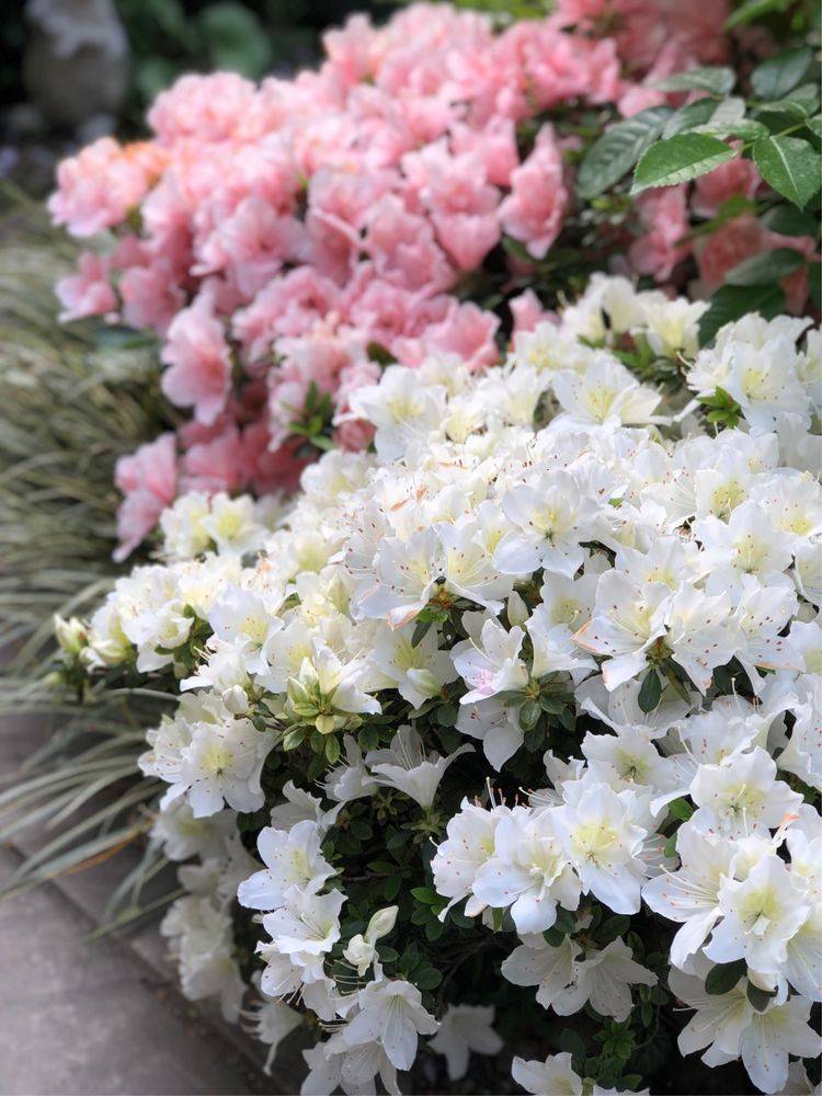 25平米花园种什么花比较好-成都青望园林景观设计公司-1 25平米花园种什么花比较好-成都青望园林景观设计公司-1