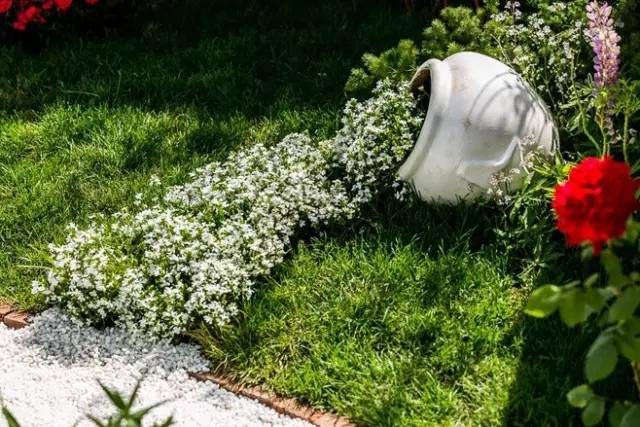 花镜植物 花镜植物