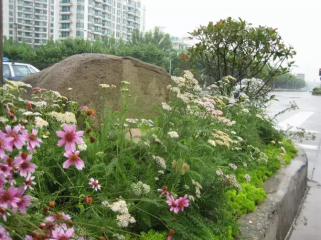 花镜植物 花镜植物