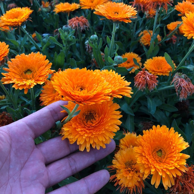 金盏花 金盏花