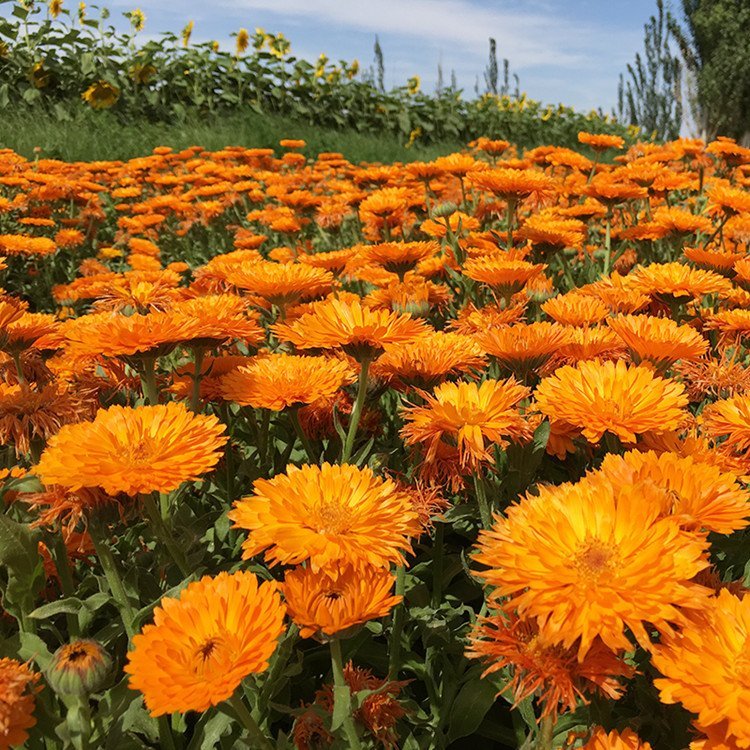 金盏花 金盏花