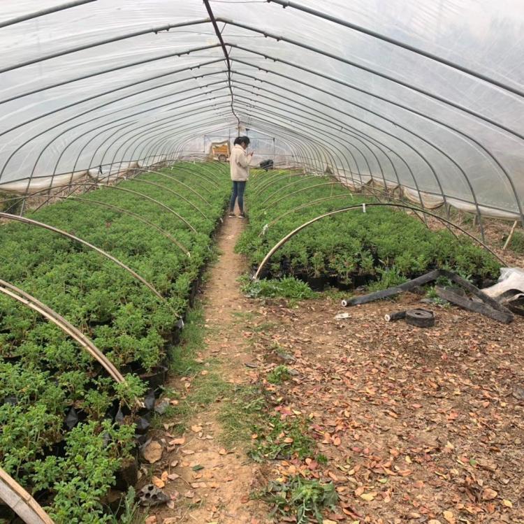 食用玫瑰种植基地