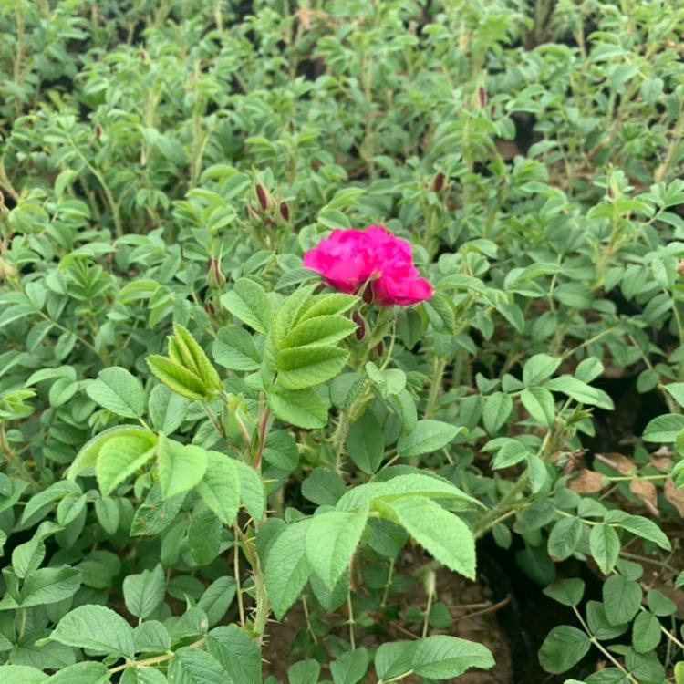 食用玫瑰种植基地