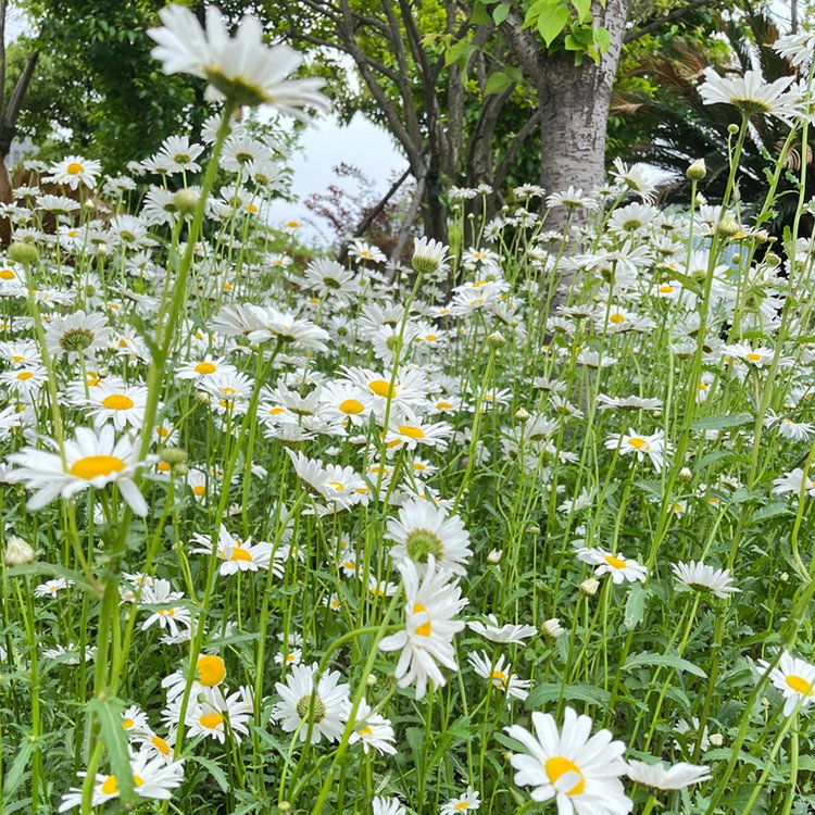 白菊花朵图片