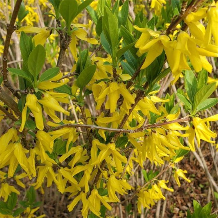 金钟花春天开花的样子